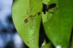 Lyssomanes pauper