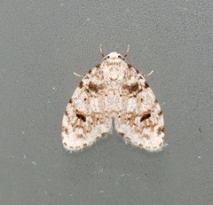 Clemensia ochreata