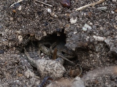 Leiocephalus personatus