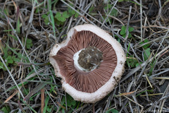 Agaricus incultorum