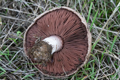 Agaricus incultorum