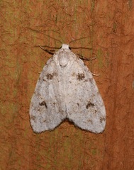 Clemensia ochreata