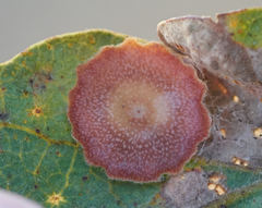 Andricus pattersonae