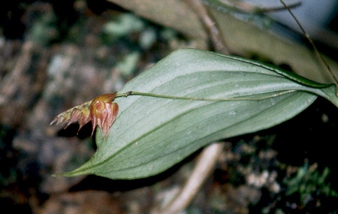 Lepanthes hirtzii