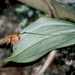 Lepanthes hirtzii - Photo (c) desertnaturalist, some rights reserved (CC BY), uploaded by desertnaturalist