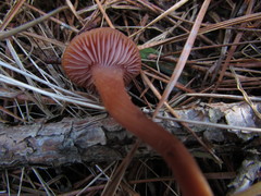 Laccaria laccata pallidifolia