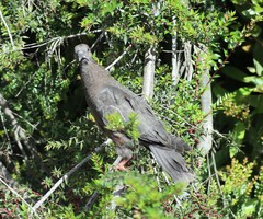 Patagioenas araucana