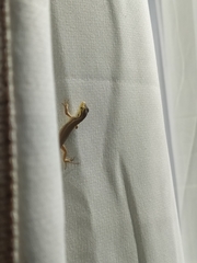 Liolaemus chiliensis