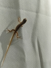 Liolaemus chiliensis