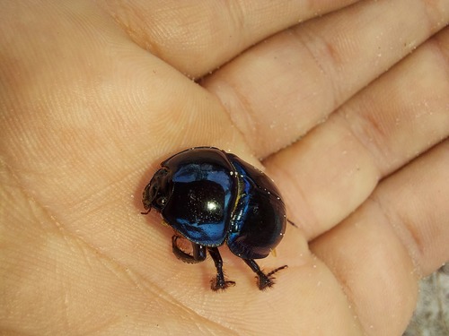 Florida Deep-digger Scarab photo 2