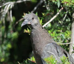 Patagioenas araucana