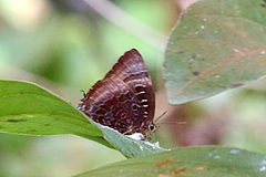 Arhopala madytus