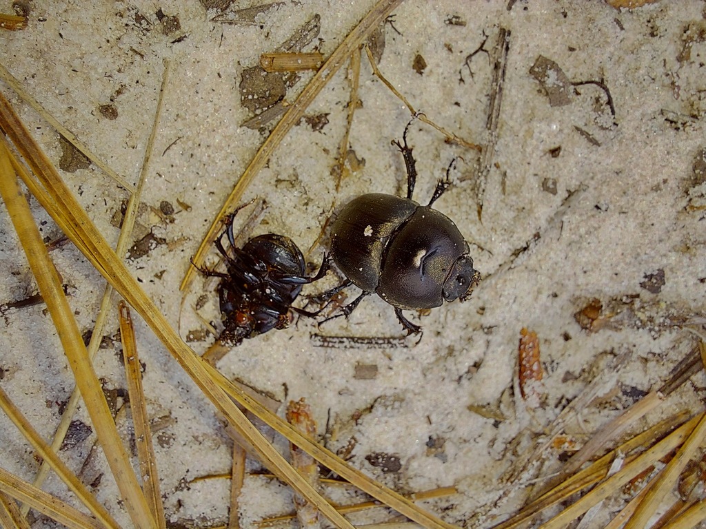 Mycotrupes gaigei