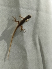 Liolaemus chiliensis