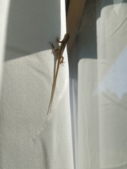 Liolaemus chiliensis