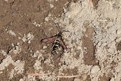 Synanthedon chrysidipennis