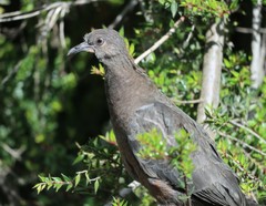 Patagioenas araucana