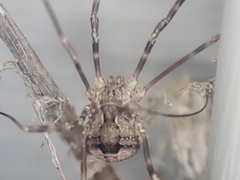 Leiobunum ventricosum