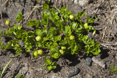 Ranunculus brachylobus