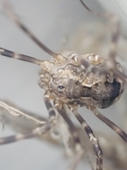 Leiobunum ventricosum