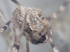 Leiobunum ventricosum