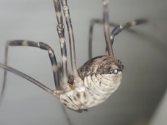 Leiobunum ventricosum