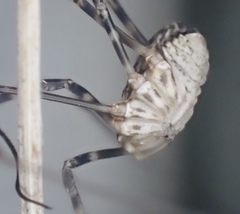 Leiobunum ventricosum