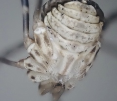 Leiobunum ventricosum