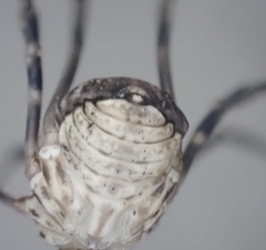 Leiobunum ventricosum