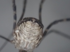 Leiobunum ventricosum