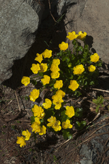 Ranunculus brachylobus