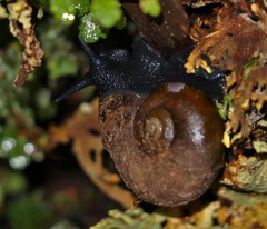 Macrocyclis peruvianus
