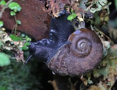 Macrocyclis peruvianus