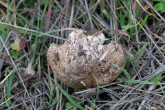 Agaricus incultorum