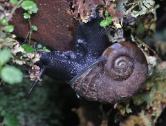 Macrocyclis peruvianus