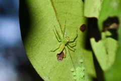 Lyssomanes pauper