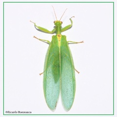 Drepanicus chrysopinus