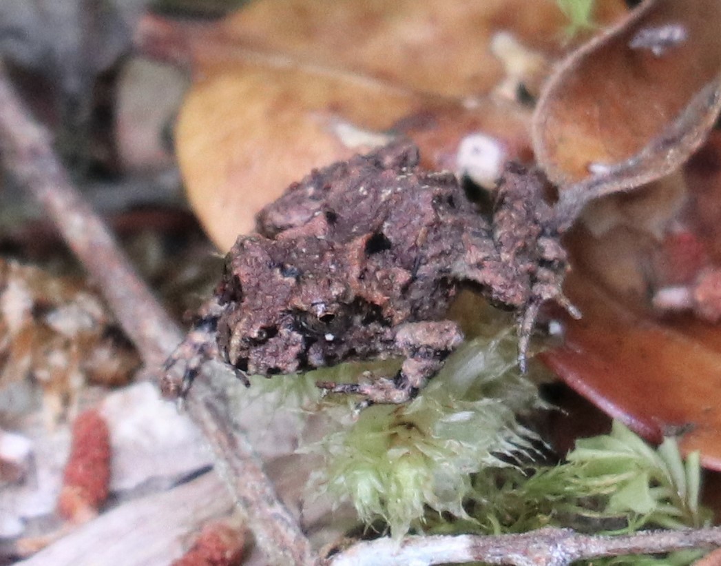 Eupsophus emiliopugini Formas, 1989