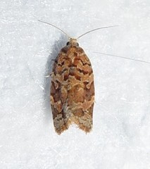 Argyrotaenia tabulana
