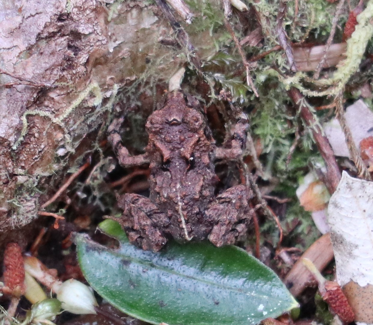 Eupsophus emiliopugini Formas, 1989