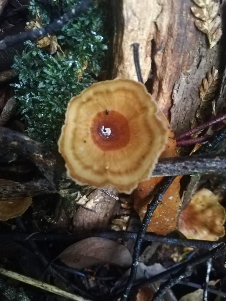 Wine Glass Fungus from Pukeatua, New Zealand on January 04, 2021 at 11