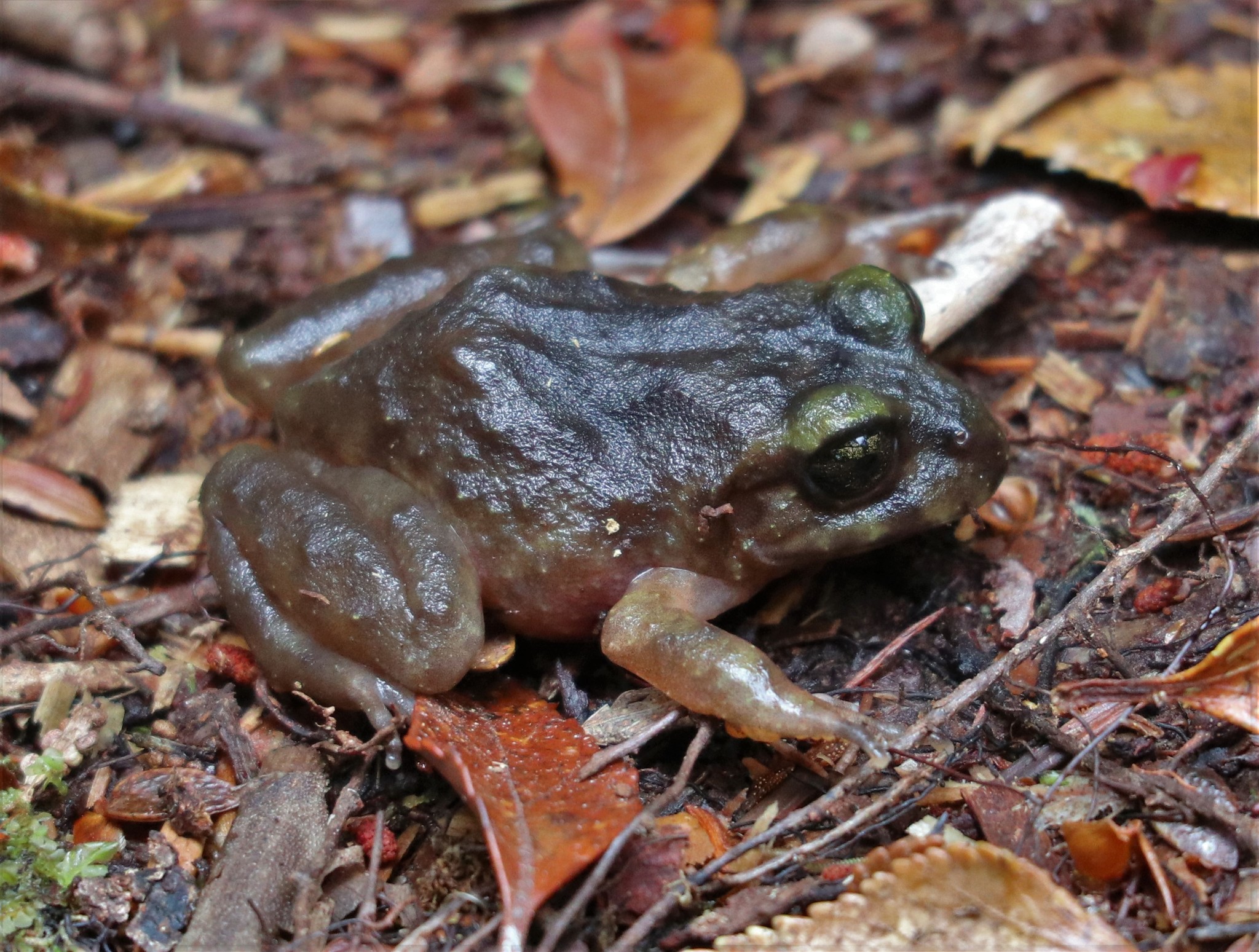 Eupsophus emiliopugini Formas, 1989