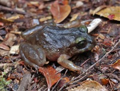 Eupsophus emiliopugini