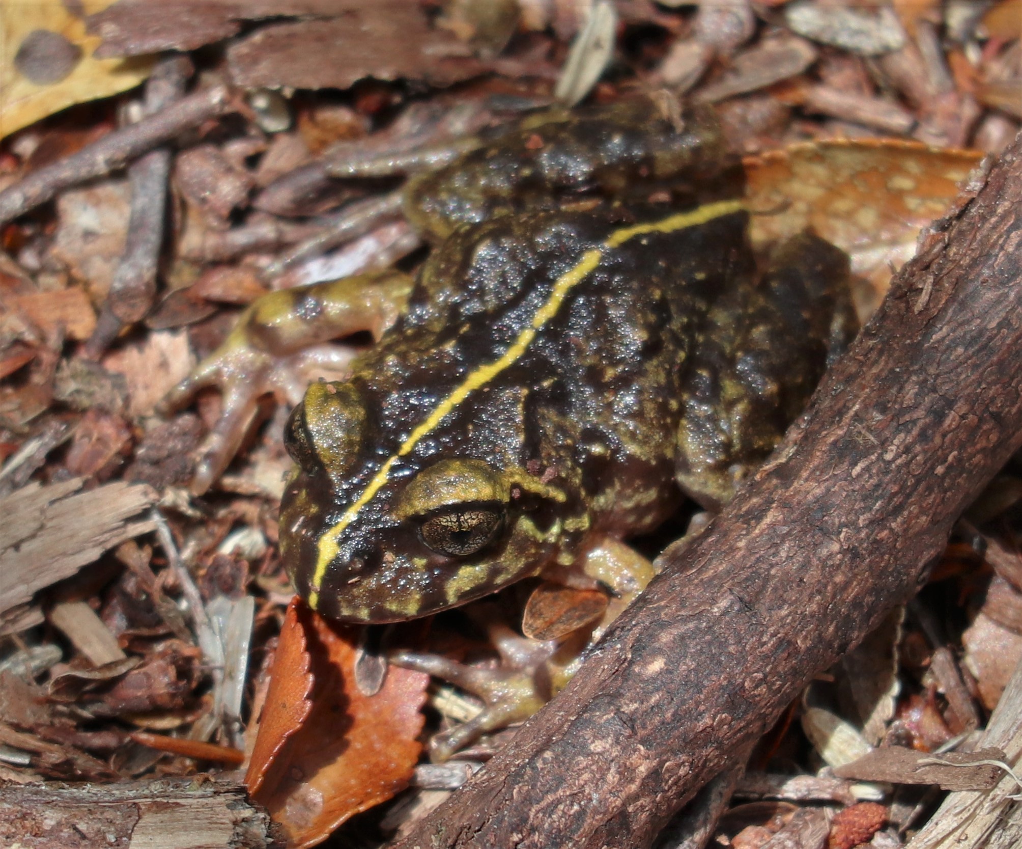 Eupsophus emiliopugini Formas, 1989