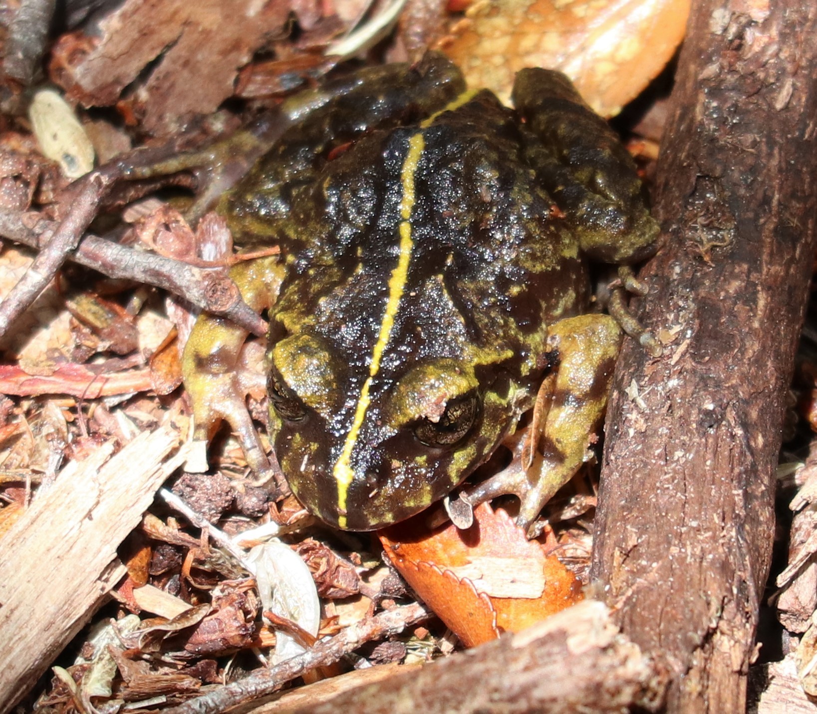 Eupsophus emiliopugini Formas, 1989