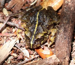 Eupsophus emiliopugini