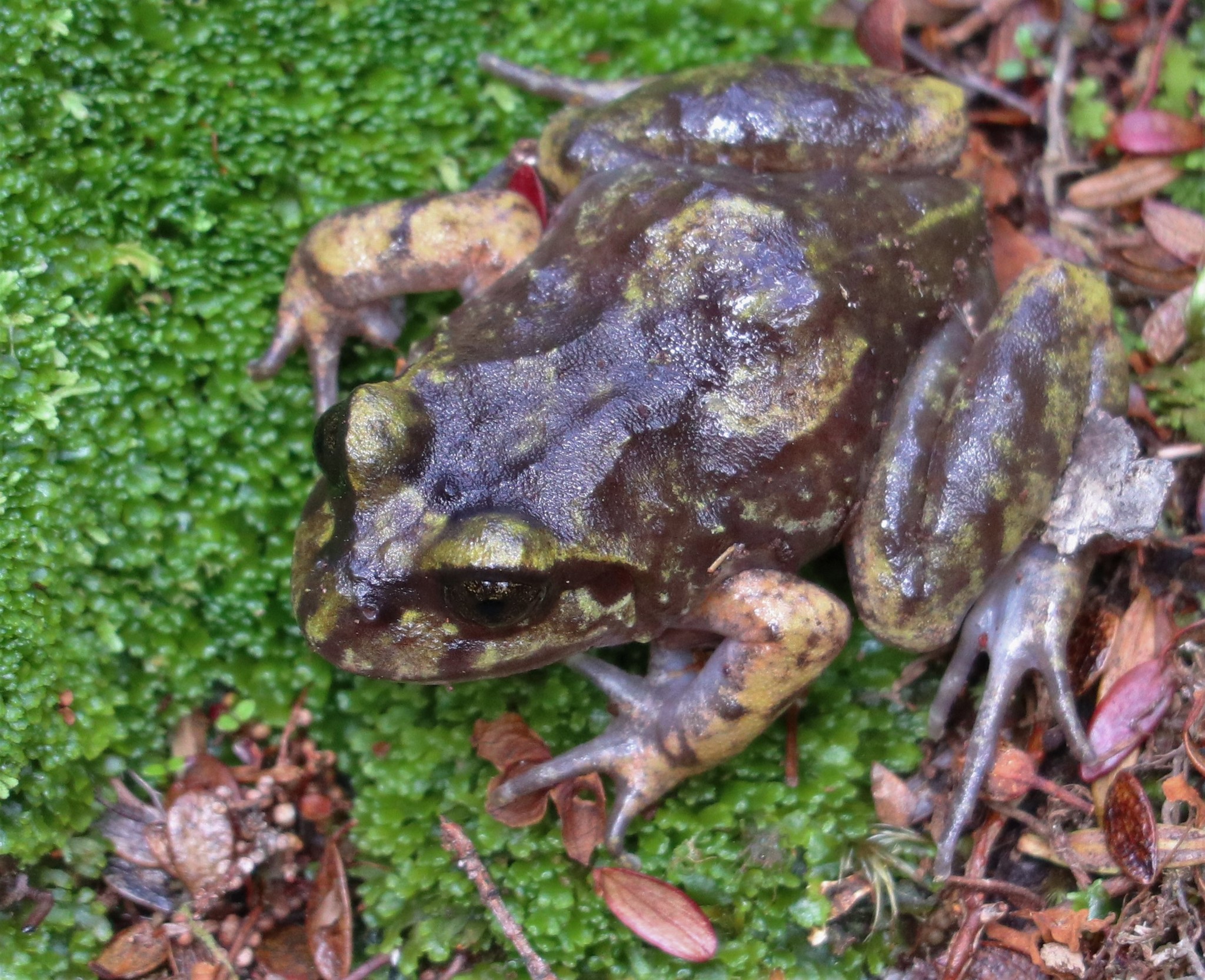 Eupsophus emiliopugini Formas, 1989