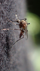 Aedes sierrensis