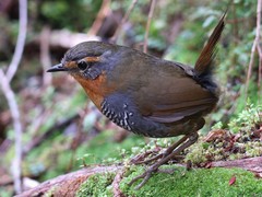 Scelorchilus rubecula