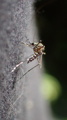 Aedes sierrensis